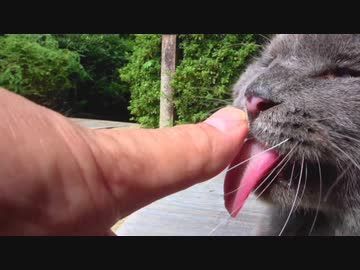 猫なでたら舐めてくる