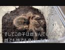[首も痛い]タランチュラ飼育日記その３３８[デスクワークの弊害］