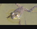 ある日の水の流れに身をまかせるカエル