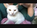 冷ややかな目の猫