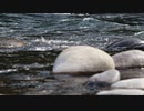 【フリー動画素材】実写　渓流