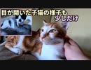 おチビの取扱説明書【生後13日目の赤ちゃん子猫と暮らす叔母猫】