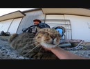 猫島の猫達は初対面でも優しい【野良猫】【感動猫】