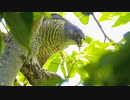無修正0429閲覧注意【雛鳥が捕食され食べられる】猛禽類 タカ 科 ツミ の鳴き声と捕食。カワセミ、ツバメの泥集め。ヒガシニホントカゲ コンデジ野鳥撮影、鶴見川水系恩田川でコンデジ野鳥撮影