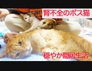 末期腎不全の元ボス猫、隠居生活をエンジョイする