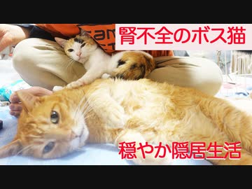 末期腎不全の元ボス猫、隠居生活をエンジョイする