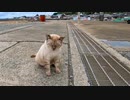 漁港でよく喋る野良猫に出会った