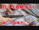 釣った真鯛とエソを美味しく塩焼きにして食べる！