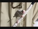 文鳥の日を忘れてた