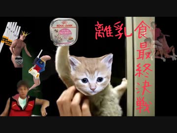 子猫を育てる先輩【Part8】