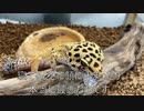 [久々の]タランチュラ飼育日記その３３９[スーパーアイドル登場］