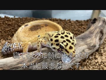 [久々の]タランチュラ飼育日記その３３９[スーパーアイドル登場］