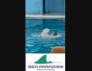#シロイルカ(1)#横浜・#八景島シーパラダイス #Beluga #ベルーガ #海の動物たちのショー  #SMILE #Hakkeijima #SeaParadise #dolphin #Shorts