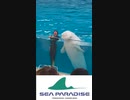 #シロイルカ(2)#横浜・#八景島シーパラダイス #Beluga #ベルーガ #海の動物たちのショー  #SMILE #Hakkeijima #SeaParadise #dolphin #Shorts