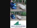 #横浜 ・#八景島シーパラダイス #カピバラ #capybara【#FORESTRIUM #フォレストリウム】#Yokohama #Hakkeijima #SeaParadise #森のこみち
