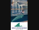 #シロイルカ 2021/10/9 #横浜・#八景島シーパラダイス #Beluga #ベルーガ #海の動物たちのショー  #SMILE #Hakkeijima #SeaParadise #dolphin