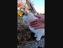 緊急事態宣言中の野良猫にインタビュー#Shorts【野良猫】【感動猫】