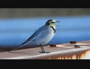 ハクセキレイの鳴き声かわいい