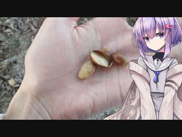 ドングリとコーヒー【第二回手抜き祭】