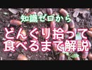 知識ゼロからどんぐり拾って食べるまで解説