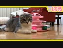 グルグルタワーボールでクッソ遊ぶ。だがしかし……【召喚獣はる】