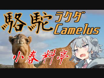 【第二回手抜き祭】小春料亭　六皿目【駱駝肉】