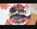 【贅沢】敦賀新港で釣った魚を捌いて喰う！