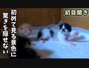 アタチらまだショボ目だけどよろしくおねがいします【生後13日目-5 五匹の赤ちゃん子猫】目がほぼ完全に開く