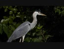鳥の背中に止まったトンボの末路
