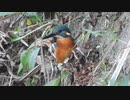 カワセミがエビを捕食　DSCN2393