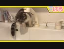 蛇口からクッソ水を飲みたい子猫の四苦八苦【召喚獣はる】