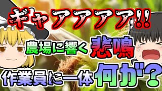 【1979年】農場で作業中、突然顔面にアンモニアを浴びた職員 両目を失明し...「トウモロコシ農場アンモニア噴出」【ゆっくり解説】