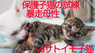 サトイモ保護子猫、オス猫かあさんの珍妙母性にドン引きする