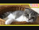 3COINSの「猫耳籠ベッド」で、子猫はクッソ眠るのか【召喚獣はる】