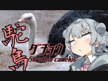 【第二回手抜き祭】小春料亭　七皿目【駝鳥肉】
