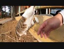 猫神社の猫達はいつも参拝者に優しい【野良猫】【感動猫】