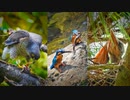 無修正0605【タカ科ツミ捕食 小鳥が食べられる】雛鳥オナガ生まれた。カワセミが魚を捕食して子に餌やり。カルガモ親子とカワセミ水浴び。　#ツミ　#オナガ　#カワセミ　#身近な生き物語