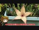 【ゆるふわ植物日記#13】スタペリア・ギガンテア（王犀角）【植物解説】