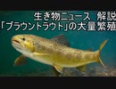 【生き物ニュース】ブラウントラウトの大繁殖　秋田県横手市【ゆっくり解説】