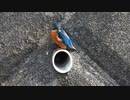 心霊写真