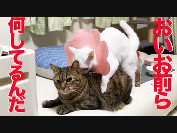 珍妙ウチューネコ、謎のマウントを披露する