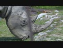 サイ　by濱崎兼臣