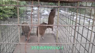 箱ワナに捕まった～いのしし３兄弟～ショート編