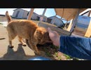 目ヤニが凄いけど可愛い茶トラ猫・・・撮影後に顔を拭いてあげました【野良猫】【感動猫】