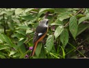 ハロウィンカラーの鳥