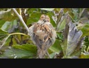 モケモケすぎるスズメ