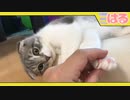 子猫と過ごす、クッソ幸せな時間【召喚獣はる】