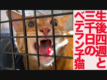 生後4週3000日のベテラン子猫、出会いから9年目の秋