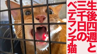 生後4週3000日のベテラン子猫、出会いから9年目の秋