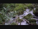 美しすぎる山奥の小川【素材】